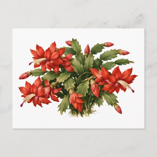 開花した赤いクリスマスカクタス植物 ポストカード (正面)