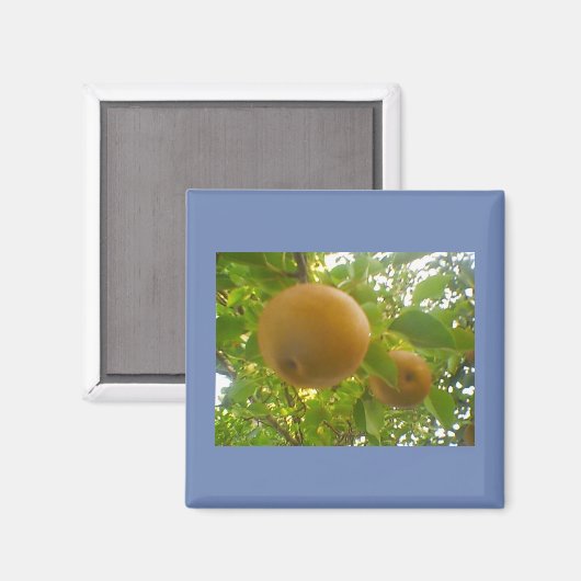 開花する梨 マグネット (正面/裏面)