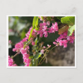 開花と石 ポストカード (正面)