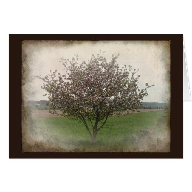 開花のりんごの木 (正面横)