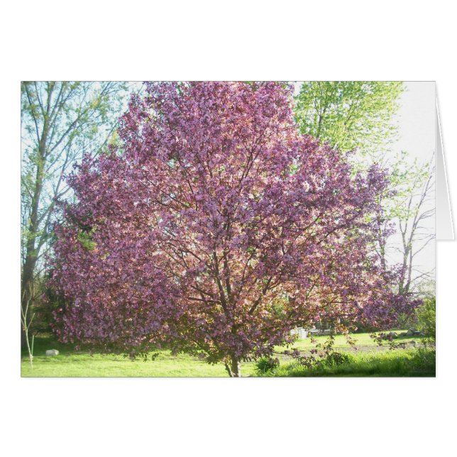 開花のカニりんごの木 (正面横)