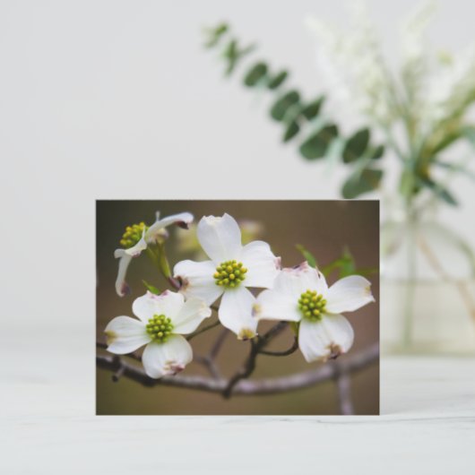 開花のミズキ ポストカード (スタンド正面)