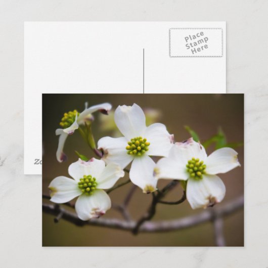 開花のミズキ ポストカード (正面/裏面)