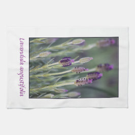 開花のラベンダー キッチンタオル