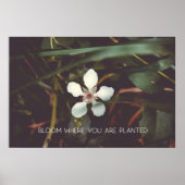 開花の植栽 ポスター (正面)