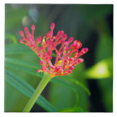 開花の珊瑚ブッシュ タイル (正面)