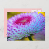 開花の花 ポストカード (正面/裏面)