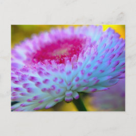 開花の花 ポストカード