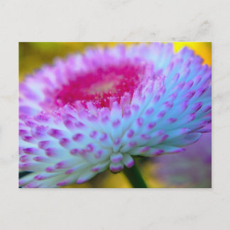 開花の花 ポストカード