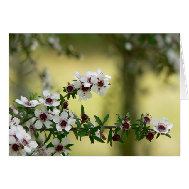 開花のManuka (正面横)