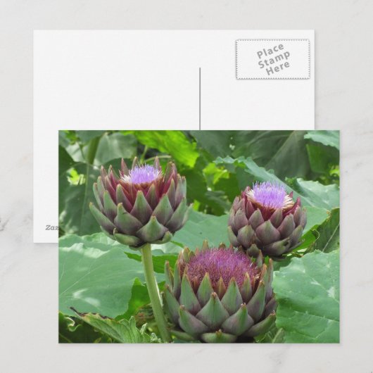 開花はがき ポストカード (正面/裏面)