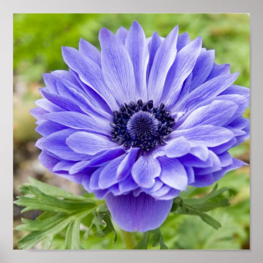 開花アスタープリント ポスター (正面)