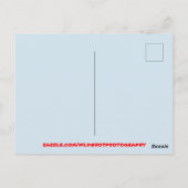 開花カラフルサボテン園 ポストカード (裏面)