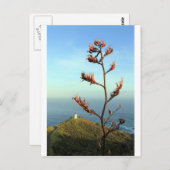 開花ニュージーランド亜麻ケープ・リインガ ポストカード (正面/裏面)