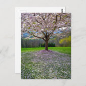 開花ピンクさくらんぼの森の花の木 ポストカード (正面/裏面)