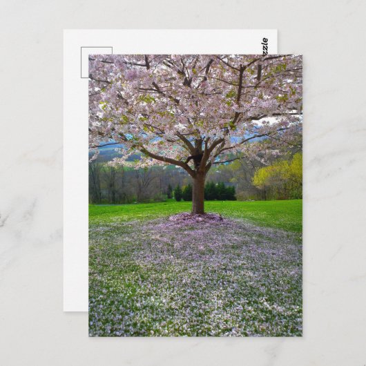 開花ピンクさくらんぼの森の花の木 ポストカード (正面/裏面)