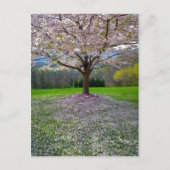 開花ピンクさくらんぼの森の花の木 ポストカード (正面)