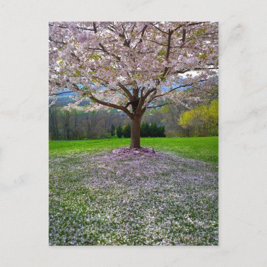 開花ピンクさくらんぼの森の花の木 ポストカード (正面)