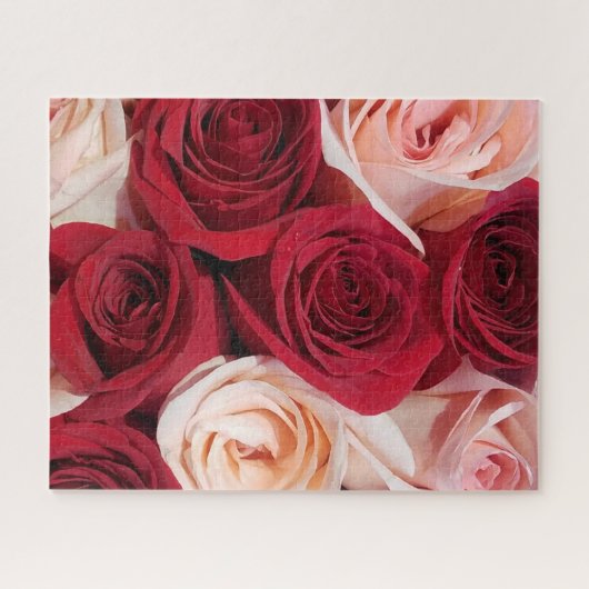 開花ピンク淡い色のと赤のバラ16x20 520ピース ジグソーパズル (横)