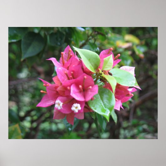 開花ポスター ポスター (正面)