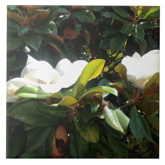 開花マグノリア タイル (正面)