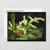 開花ルバーブ茎自然写真 ポストカード (正面/裏面)