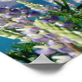 開花ルピネニュージーランド景観 ポスター (角)