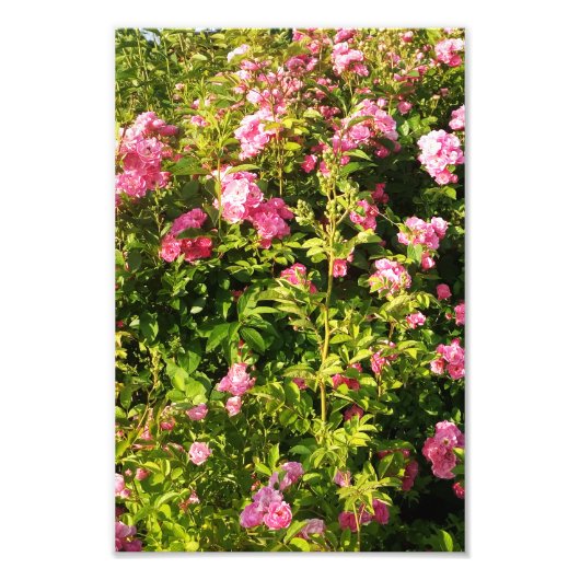 開花ロザリウム フォトプリント            (正面)