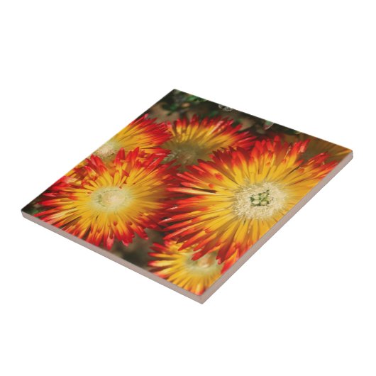 開花中の氷植物 タイル (側面)