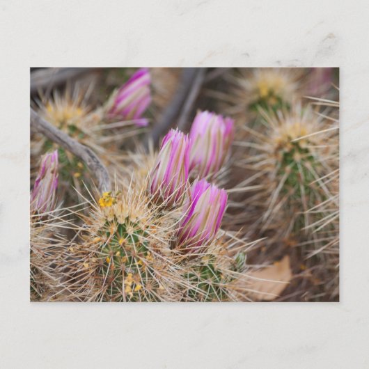 開花前 ポストカード (正面)