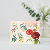 開花図解入りの、写真付きの植物 ポストカード (スタンド正面)