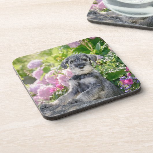 開花園の標準シュナウツァー子犬 – コースター (左側)