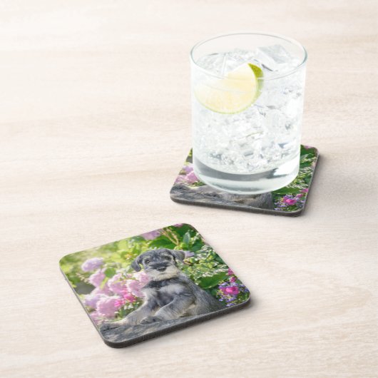 開花園の標準シュナウツァー子犬 – コースター (右側)