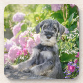 開花園の標準シュナウツァー子犬 – コースター (正面)