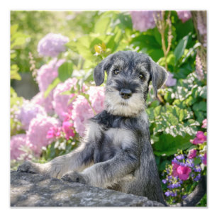 開花園の標準シュナウツァー子犬 –  フォトプリント           
