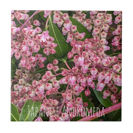 開花型日本のアンドロメダ植物フローラ タイル (正面)