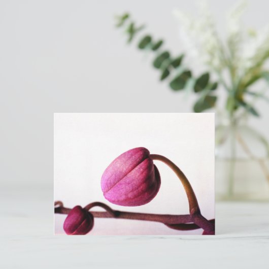 開花寸前 ポストカード (スタンド正面)