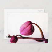 開花寸前 ポストカード (正面/裏面)