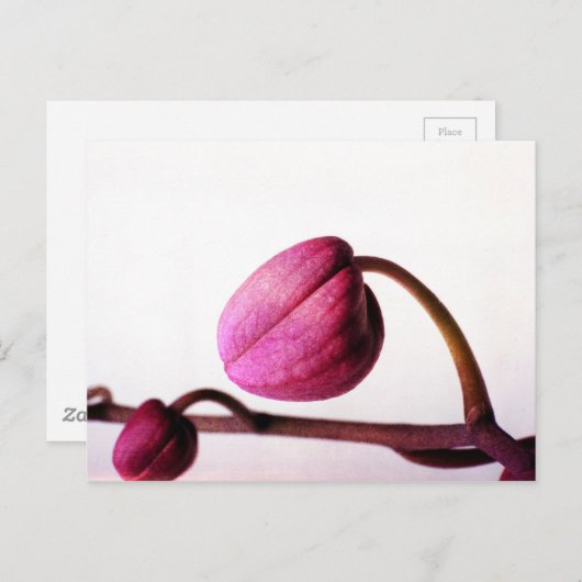 開花寸前 ポストカード (正面/裏面)