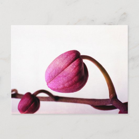 開花寸前 ポストカード (正面)