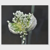 開花春タマネギ ラッピングペーパー (フラット)