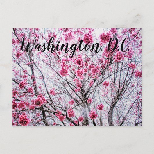 開花木の枝とさくらんぼ ポストカード (正面)