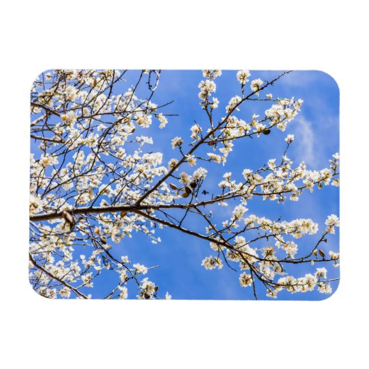 開花枝 マグネット (横)