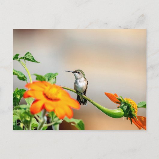 開花植物のハチドリ ポストカード (正面)