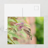 開花植物のハチドリ ポストカード (正面/裏面)