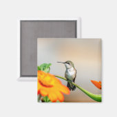 開花植物のハチドリ マグネット (正面/裏面)