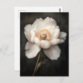 開花植物学の白絵を描牡丹 ポストカード (正面/裏面)