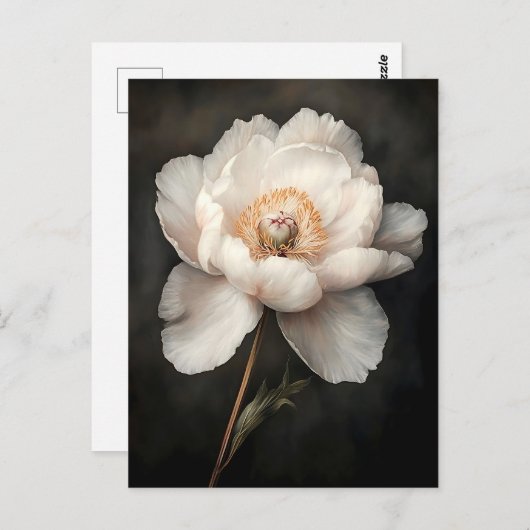 開花植物学の白絵を描牡丹 ポストカード (正面/裏面)