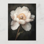 開花植物学の白絵を描牡丹 ポストカード (正面)