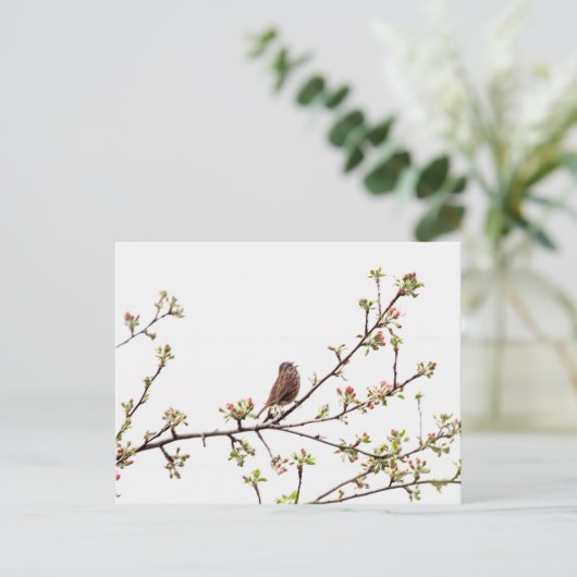 開花樹で歌う雀の写真 ポストカード (スタンド正面)